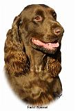 Field Spaniel 9P018D-162_2